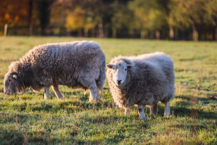 Zwei Schafe auf der Wiese